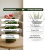 (1Pc) Olive Terracotta Plant Pot