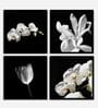 Flower White Engineered Wood Framed Floral Art Print Set of 4