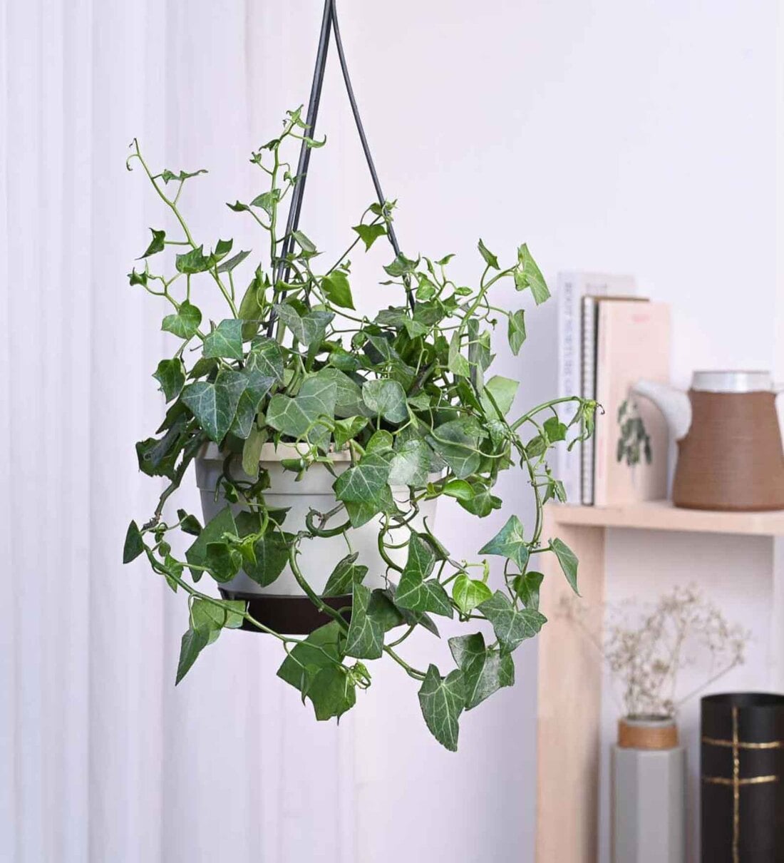 Buy Foliage English Ivy Natural Plant With Hanging Ivory Pot at 6% OFF ...