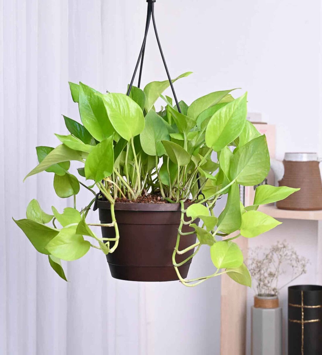 Buy Foliage Money Plant Variegated Natural Plant With Hanging Ivory Pot ...