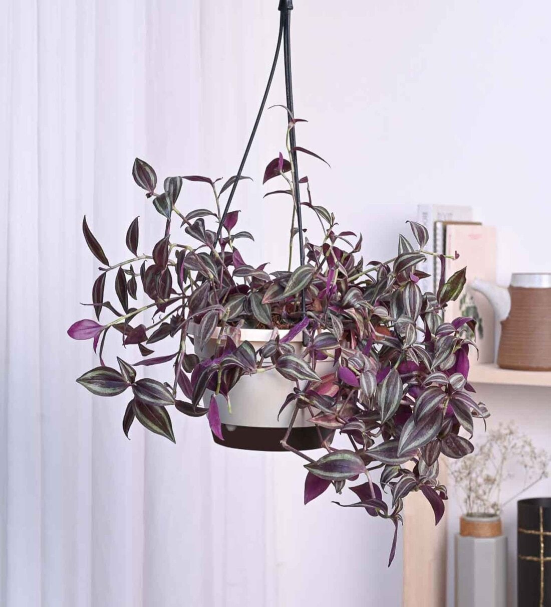 wandering jew ugaoo