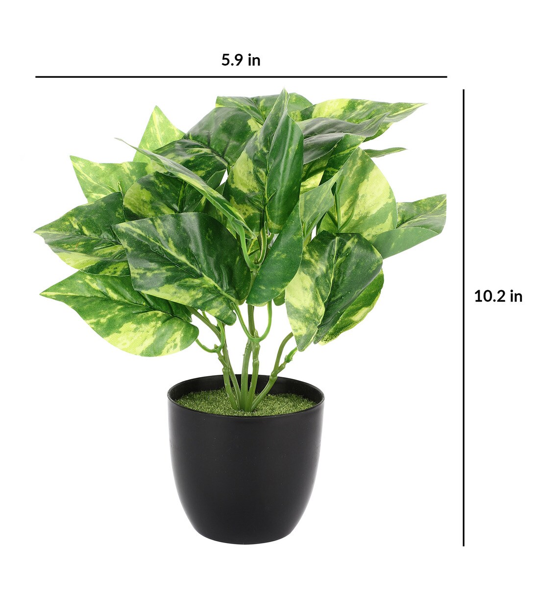 Buy Plastic Yellow and Green Money Artificial Plants Online