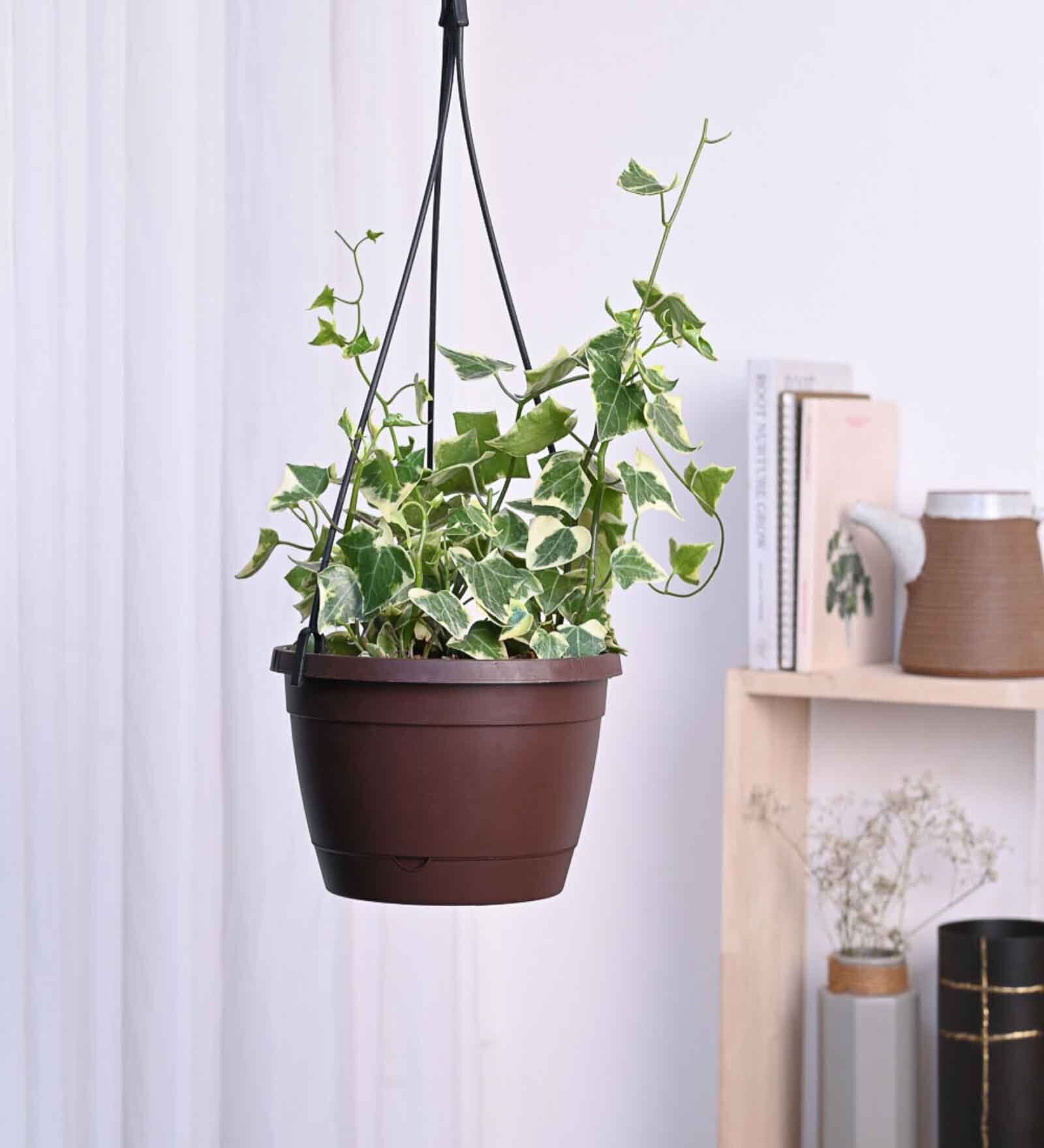 Foliage English Ivy Variegated Natural Plant With Hanging Ivory Pot