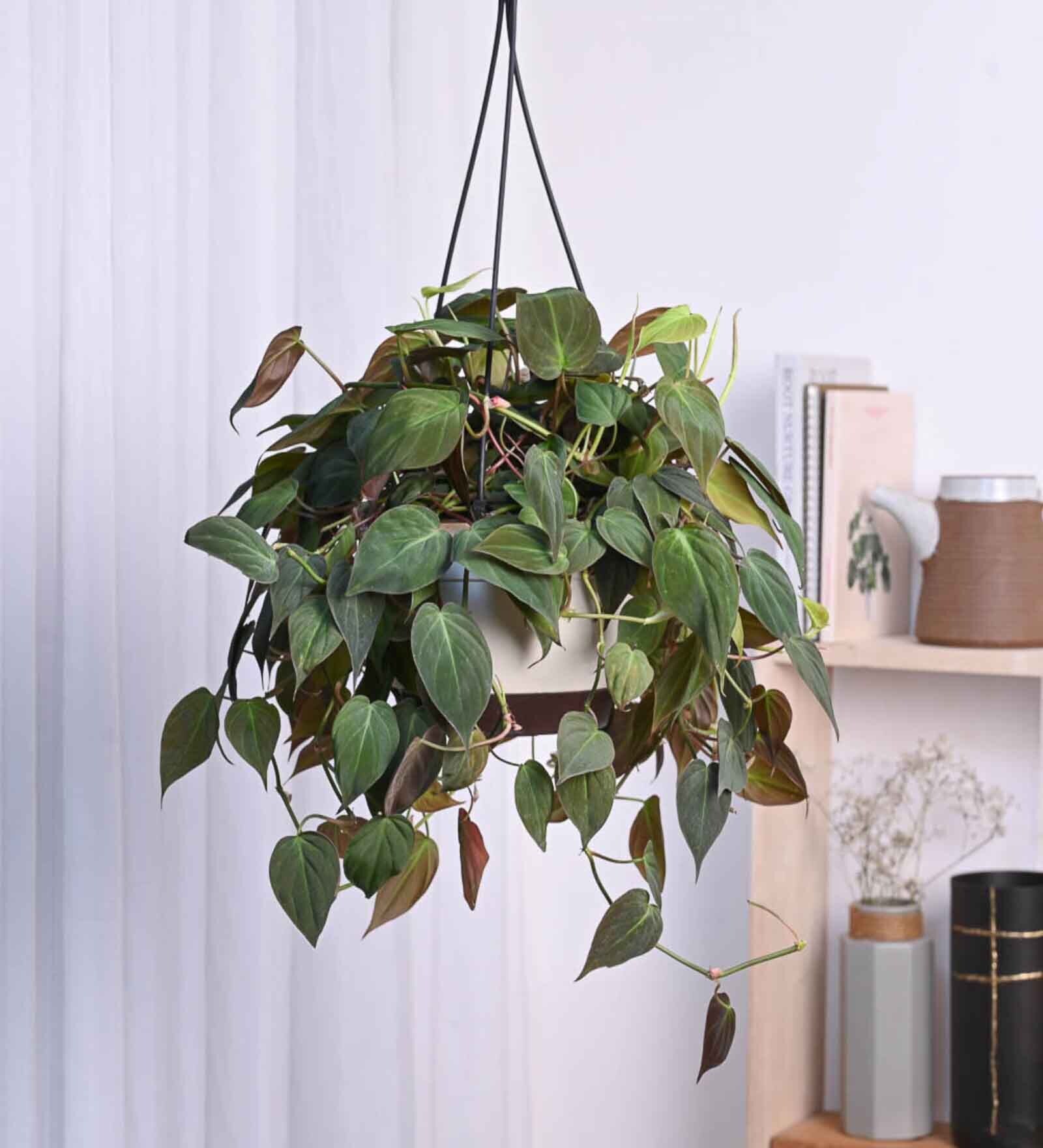 Foliage Philodendron Micas Natural Plant With Hanging Ivory Pot
