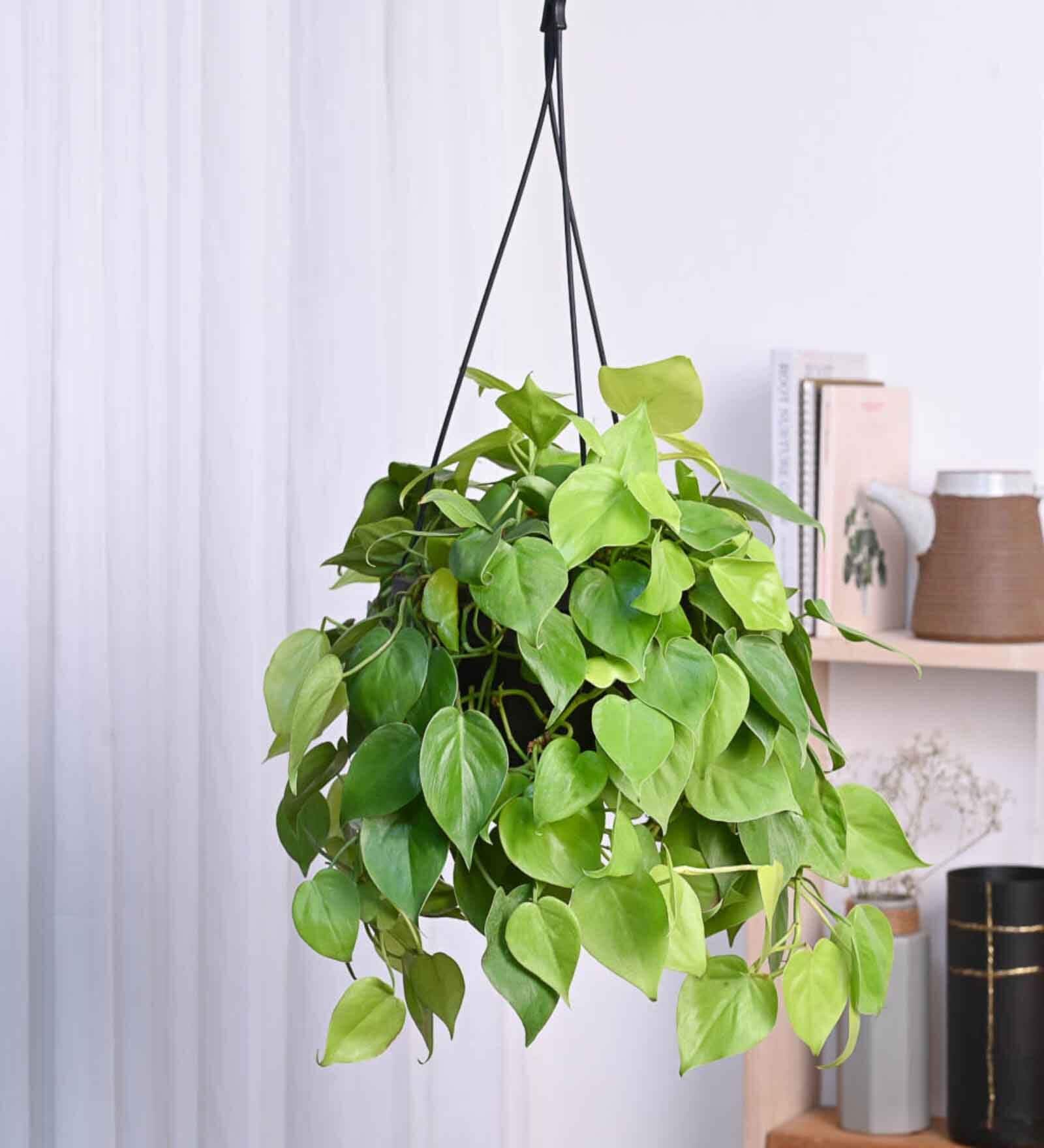 Foliage Philodendron Oxyacardium Natural Plant With Hanging Ivory Pot