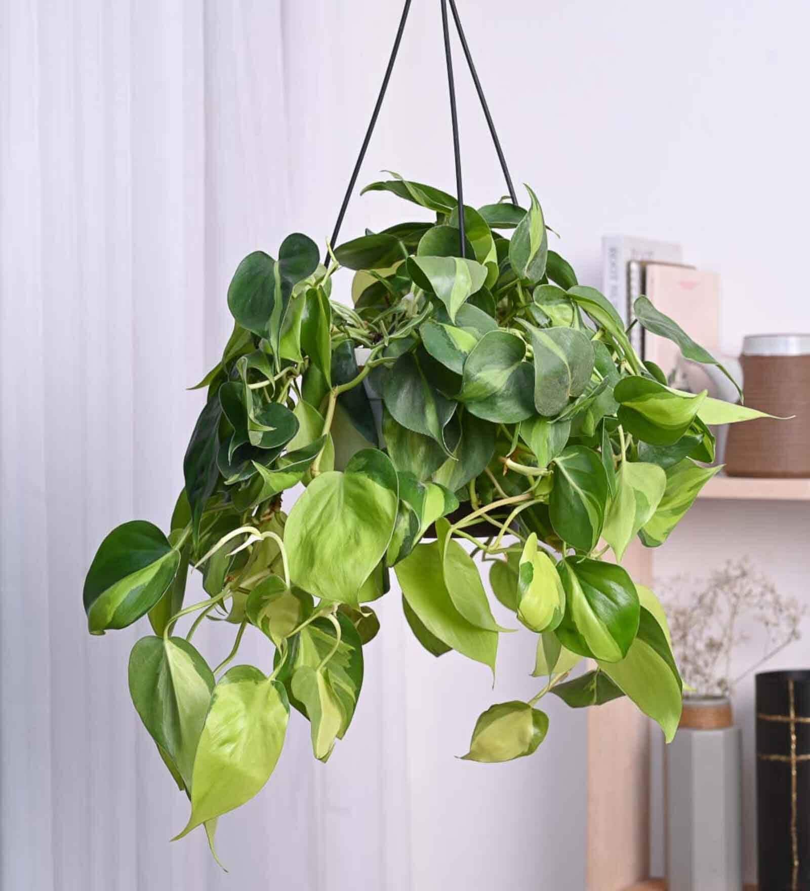 Foliage Philodendron Oxycardium Brasil Natural Plant With Hanging Ivory Pot