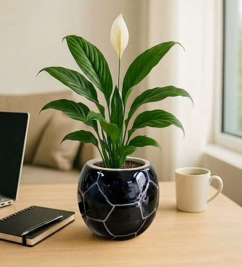 Black Football Design Ceramic Pot for Indoor & Outdoor Plants