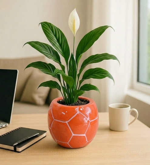 Orange Football Design Ceramic Pot for Indoor & Outdoor Plants