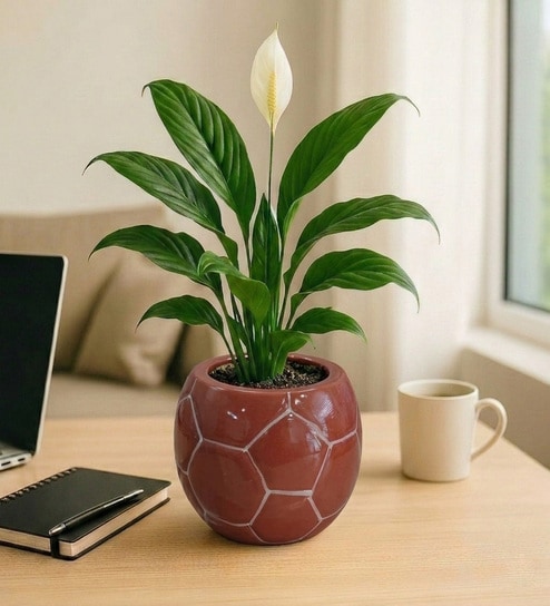 Football Design Ceramic Pot for Indoor & Outdoor Plants - Modern Elegant Ceramic Flower Pot for Home, Garden & Office, Ideal for Tabletop, Shelf, Balcony with Drainage Hole (Brown)