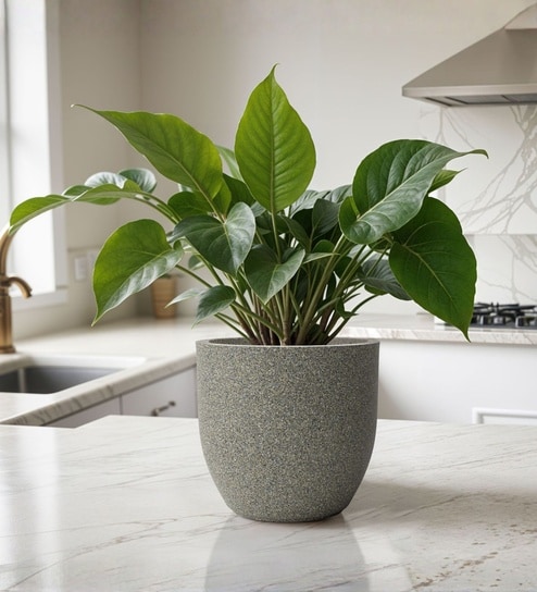 Victoria Grey German Polymer Round Planter Pcup 6 Inch