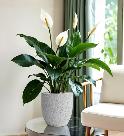 Marble White German Polymer Round Planter Pcup 8 Inch-image-42
