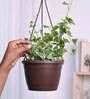 Foliage English Ivy Variegated Natural Plant With Hanging Ivory Pot