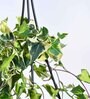 Foliage English Ivy Variegated Natural Plant With Hanging Ivory Pot