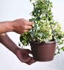 Foliage English Ivy Variegated Natural Plant With Hanging Ivory Pot