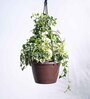 Foliage English Ivy Variegated Natural Plant With Hanging Ivory Pot