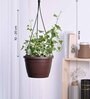 Foliage English Ivy Variegated Natural Plant With Hanging Ivory Pot