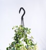 Foliage English Ivy Variegated Natural Plant With Hanging Ivory Pot