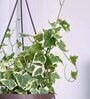 Foliage English Ivy Variegated Natural Plant With Hanging Ivory Pot