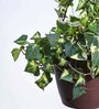 Foliage English Ivy Variegated Natural Plant With Hanging Ivory Pot