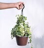 Foliage English Ivy Variegated Natural Plant With Hanging Ivory Pot
