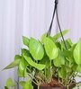 Foliage Money Plant Golden Natural Plant With Hanging Ivory Pot