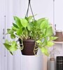 Foliage Money Plant Golden Natural Plant With Hanging Ivory Pot