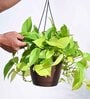Foliage Money Plant Golden Natural Plant With Hanging Ivory Pot