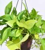 Foliage Money Plant Golden Natural Plant With Hanging Ivory Pot