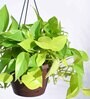 Foliage Money Plant Golden Natural Plant With Hanging Ivory Pot