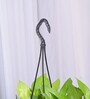 Foliage Money Plant Golden Natural Plant With Hanging Ivory Pot