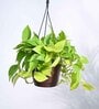 Foliage Money Plant Golden Natural Plant With Hanging Ivory Pot