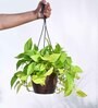 Foliage Money Plant Golden Natural Plant With Hanging Ivory Pot