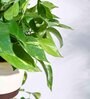 Foliage Money Plant Variegated Natural Plant With Hanging Ivory Pot