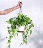 Foliage Money Plant Variegated Natural Plant With Hanging Ivory Pot