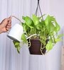 Foliage Money Plant Variegated Natural Plant With Hanging Ivory Pot