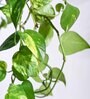 Foliage Money Plant Variegated Natural Plant With Hanging Ivory Pot