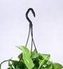 Foliage Money Plant Variegated Natural Plant With Hanging Ivory Pot