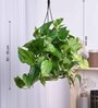 Foliage Money Plant Variegated Natural Plant With Hanging Ivory Pot