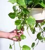 Foliage Money Plant Variegated Natural Plant With Hanging Ivory Pot