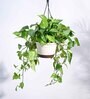 Foliage Money Plant Variegated Natural Plant With Hanging Ivory Pot