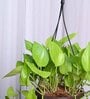 Foliage Money Plant Variegated Natural Plant With Hanging Ivory Pot