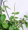 Foliage Peperomia Creeper Natural Plant With Hanging Ivory Planter