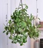 Foliage Peperomia Creeper Natural Plant With Hanging Ivory Planter