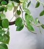 Foliage Peperomia Creeper Natural Plant With Hanging Ivory Planter