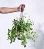Foliage Peperomia Creeper Natural Plant With Hanging Ivory Planter