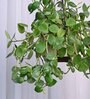 Foliage Peperomia Creeper Natural Plant With Hanging Ivory Planter