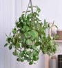 Foliage Peperomia Creeper Natural Plant With Hanging Ivory Planter