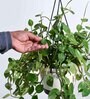 Foliage Peperomia Creeper Natural Plant With Hanging Ivory Planter
