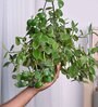 Foliage Peperomia Creeper Natural Plant With Hanging Ivory Planter