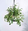 Foliage Peperomia Creeper Natural Plant With Hanging Ivory Planter